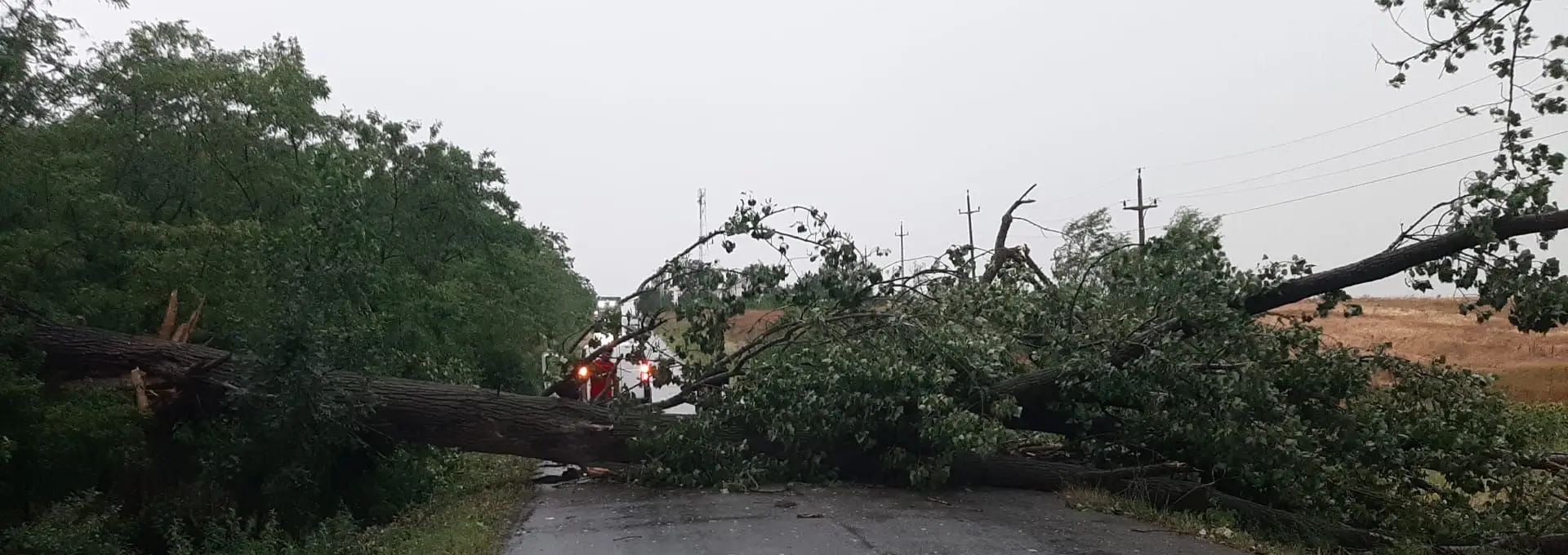 Foto FOTO. Vijelie puternică, la Movileni. Furtuna a deborât mai mulţi copaci pe DJ 546 B