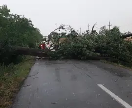 Foto FOTO. Vijelie puternică, la Movileni. Furtuna a deborât mai mulţi copaci pe DJ 546 B
