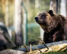 Foto „A atacat-o pe potecă”. Trupul tinerei ucise de urs în Bușteni a fost recuperat