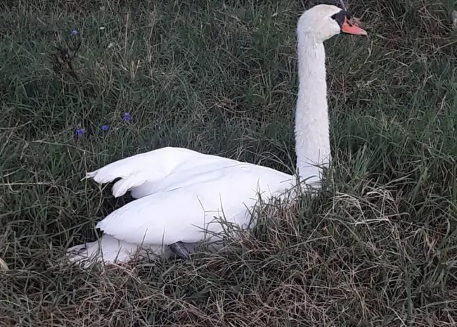 Foto Lebădă aflată în suferinţă într-un cartier din Slatina, salvată de polițiştii Biroului pentru Protecția Animalelor (FOTO)