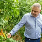 Foto Ministerul Agriculturii, bani pentru programele Tomata, Usturoiu şi Cartoful Românesc