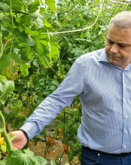 Foto Ministerul Agriculturii, bani pentru programele Tomata, Usturoiu şi Cartoful Românesc