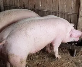 Foto Focar de pestă porcină la Ipoteşti, unde 24.000 de porci vor fi sacrificaţi