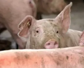 Foto Investiție majoră în Olt: Abator cu o capacitate de peste 2,9 milioane de porci finanțat cu fonduri europene