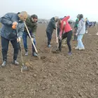 Foto Caracal devine mai verde: peste 38.000 de puieți plantați de 1.000 de voluntari