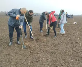 Foto Caracal devine mai verde: peste 38.000 de puieți plantați de 1.000 de voluntari