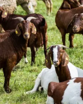 Foto DSVSA Olt, în alertă după apariţia variolei ovine şi caprine în Bulgaria