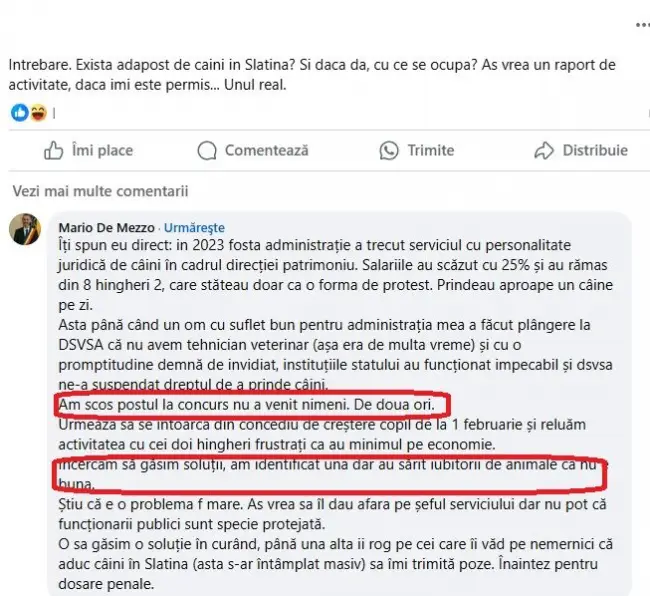 Foto Număr tot mai mare al maidanezilor din Slatina: Primarul acuză fosta administrație și iubitorii de animale