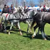 Foto Cal oferit ca premiu în cadrul unei tombole, la Sărbătoarea „Încuratu’ cailor de Sân’ Toader” de la Brâncoveni