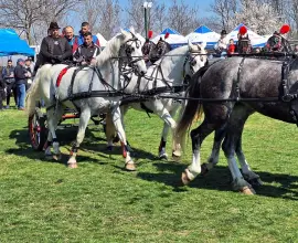 Foto Cal oferit ca premiu în cadrul unei tombole, la Sărbătoarea „Încuratu’ cailor de Sân’ Toader” de la Brâncoveni