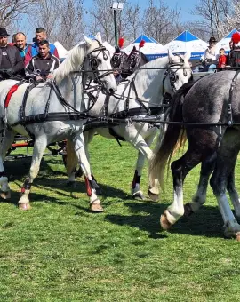 Foto Cal oferit ca premiu în cadrul unei tombole, la Sărbătoarea „Încuratu’ cailor de Sân’ Toader” de la Brâncoveni