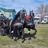 Foto Sute de crescători de animale din 15 judeţe, la Sărbătoarea “Încuratu' Cailor de Sân' Toader“ de la Brâncoveni (FOTO&VIDEO)