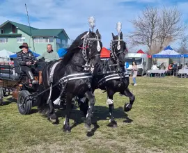 Foto Sute de crescători de animale din 15 judeţe, la Sărbătoarea “Încuratu' Cailor de Sân' Toader“ de la Brâncoveni (FOTO&VIDEO)