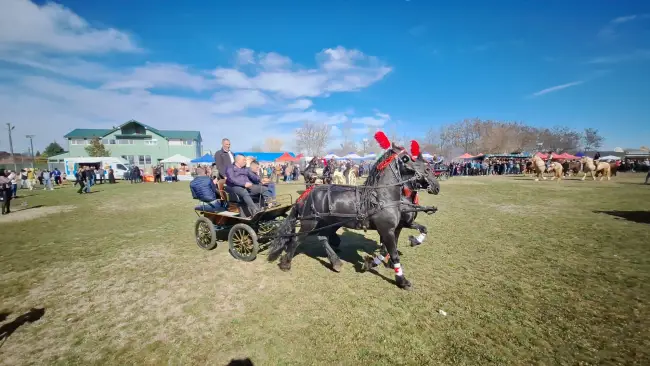 Foto Sute de crescători de animale din 15 judeţe, la Sărbătoarea “Încuratu' Cailor de Sân' Toader“ de la Brâncoveni (FOTO&VIDEO)