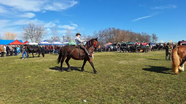 Foto Sute de crescători de animale din 15 judeţe, la Sărbătoarea “Încuratu' Cailor de Sân' Toader“ de la Brâncoveni (FOTO&VIDEO)